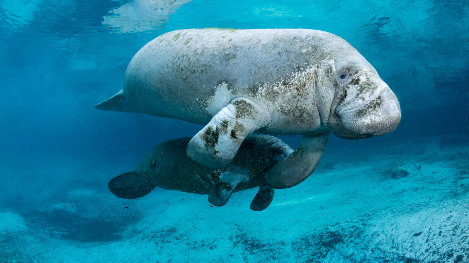 Two Manatees